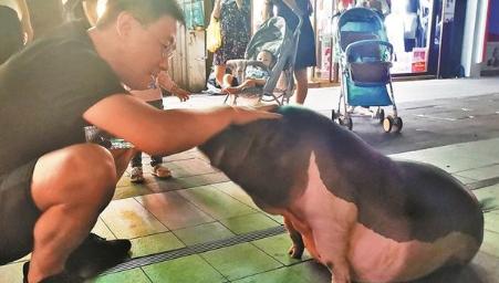 奶茶店110斤宠物麝香猪成网红