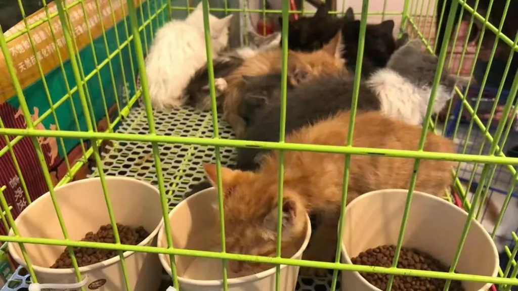 “宠物盲盒”是“惊喜”还是“惊吓”？