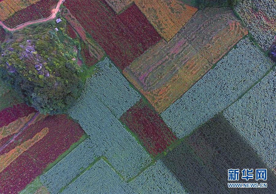 （美丽中国）（8）云南罗平：七彩花田美如画