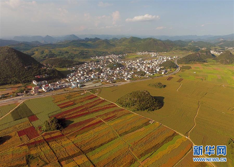 （美丽中国）（4）云南罗平：七彩花田美如画