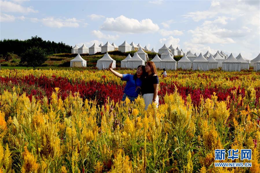 （美丽中国）（5）云南罗平：七彩花田美如画
