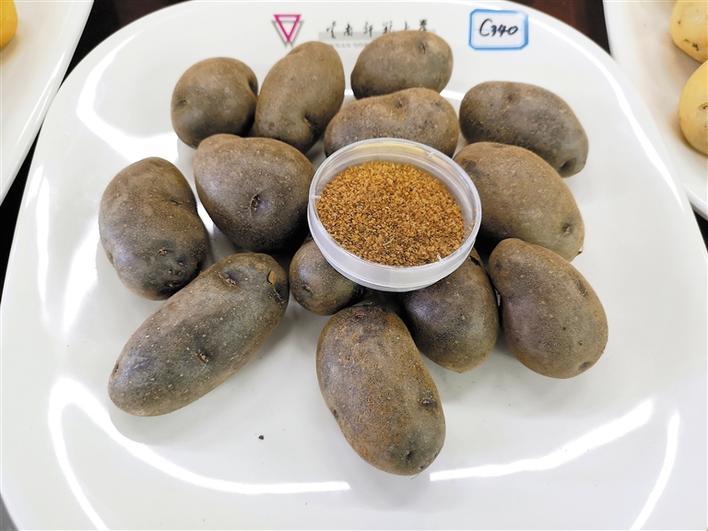 过去种一亩马铃薯需200公斤薯块 现在只需2克种子