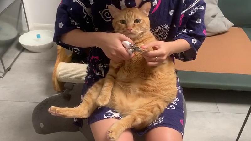 宠TA丨伸出你的爪爪来！帮猫咪剪指甲的正确打开方式 ②