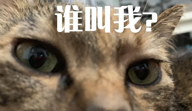 宠TA|福利来了!深圳宠物展门票免费送!吸猫撸狗,就等你来