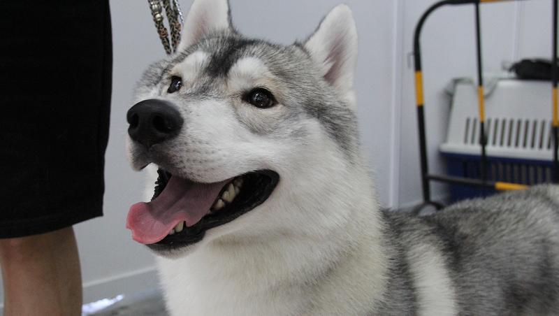 “萌宠”势力来袭！第六届深圳宠物展来啦