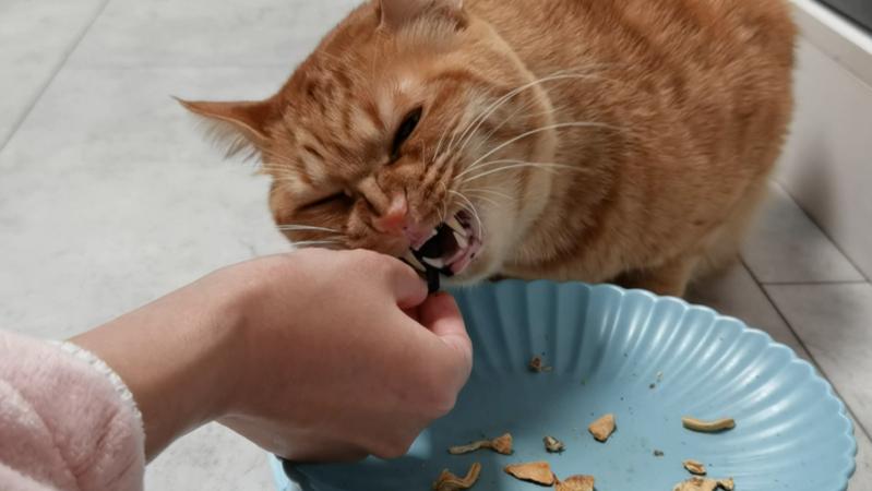 宠TA丨“干饭猫”的“干饭”日常