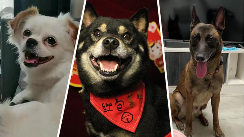 宠TA丨狗子听你说话 到底听到了啥？