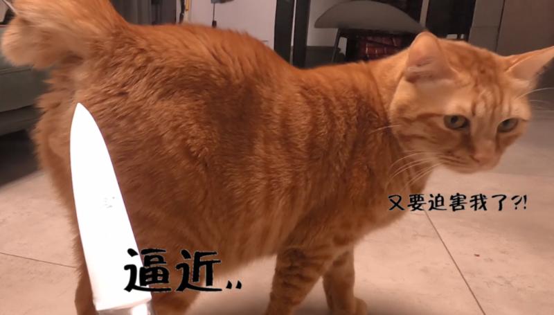 宠TA丨绝育系列②：如何说服自己带猫去做绝育？