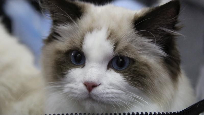 宠TA|你说的“报复”，在猫的眼里是什么样？