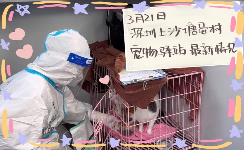 宠TA丨3月21日深圳上沙塘晏村宠物驿站已接收194只动物